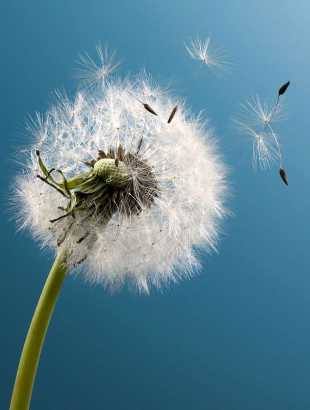 Dandelion Wind Blow